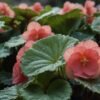 begonia mallacoota